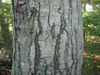Betula lenta bark