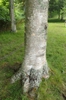 bark