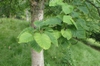 leaves with branch