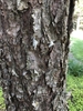 Dark, gray brown bark, slightly exfoliating.