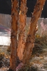 Pinkish orange exfoliating back on 3 trunks.