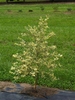 Upright form of the tree
