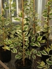 Vatiegated leaves