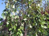 Form