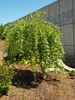Weeping form of the tree