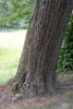 Base of an old trunk with platy, gray bark. Not exfoliating.