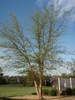 Specimen just leafing out. 3 trunks. Exfoliating bark.