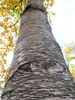 bark