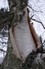 bark