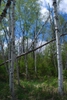 form