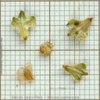 seeds