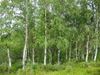 form