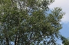 leaves