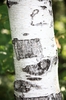 Betula platyphylla var. japonica bark