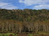 Betula platyphylla var. japonica