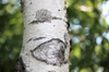 Betula platyphylla var. japonica bark