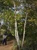 Birch trees with multiple white trunks