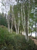Birch trees with multiple white trunks