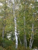 Birch trees with multiple white trunks