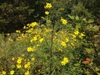 Bidens aristosa