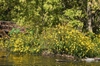 Native habitat