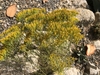 Threadlike foliage. Yellow disc flowers in flat-topped clusters