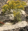 Plant growing in gravel & crevice garden. Yellow heads.