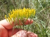 Closeup of yellow flowers- side view