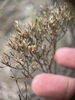 Achenes