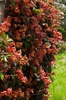 Bignonia capreolata