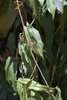 Native vine with glossy green leaves and distinctive tendrils.