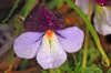 Bird-foot Violet Viola pedata