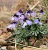 Bird-foot Violet Viola pedata