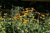 Rudbeckia fulgida