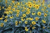 Rudbeckia fulgida