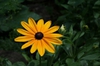 Rudbeckia fulgida