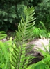 Blechnum spicant