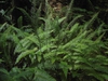 Blechnum spicant