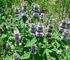 dense spikes of lavender flowers.