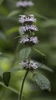dense spikes of lavender flowers.