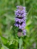dense spikes of lavender flowers.
