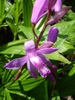 Chinese ground orchid