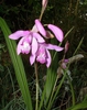 flower and leaves