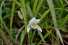White orchid flowers among grassy foliage.