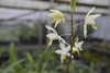 A spike of pale yellow orchid flowers with orange lips.