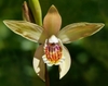 A pale yellow orchid flower with orange striated lip.