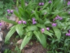 Bletilla striata - full plant close view
