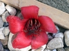 Bombax ceiba
