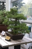 Bonsai in April in Brooklyn, NY