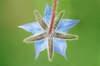 Borago officinalis